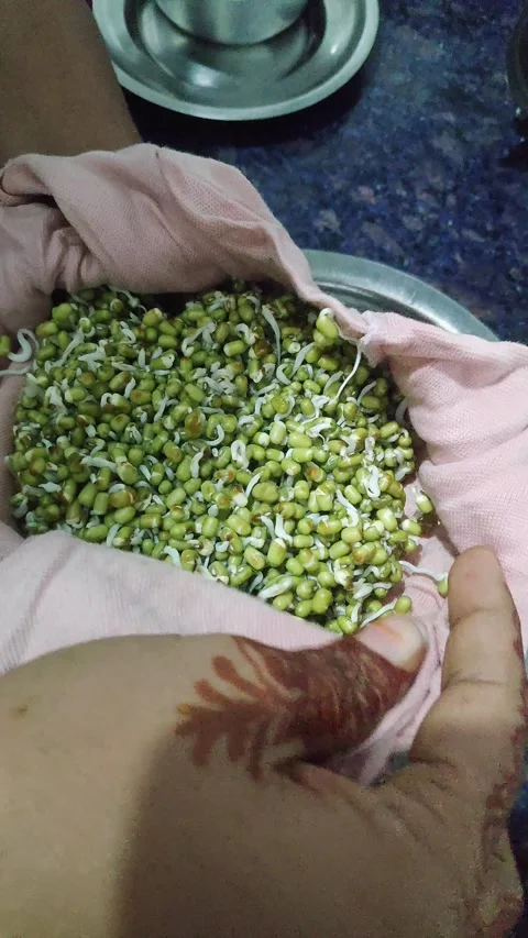 Closeup view of homegrown mung bean sprouts showing freshness and healthy n.. Stock Footage 339080995