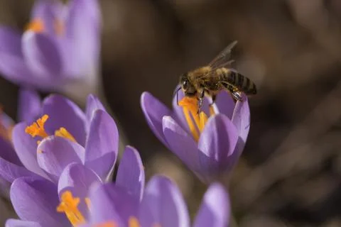 Closeup view of honeybee to a crocus flower Stock Photos