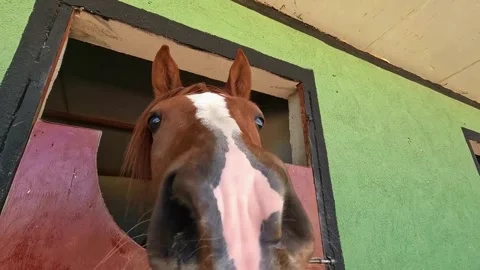 Closeup view of the Horse Stock Footage 274195529