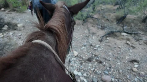 Closeup View of a Horse's Head During a Scenic Trail Ride 動画素材 318971844