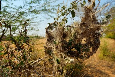 Closeup view at huge cobweb wrapped around group of leaves. Stock Photos