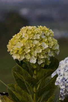 Closeup view of Hydrangea Foto stock
