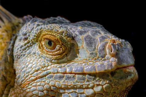 Closeup view of an Iguana. Stock Photos