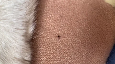 Closeup view of insect moving on pet fur, illustrating veterinary inspectio.. Stock Footage 319826353