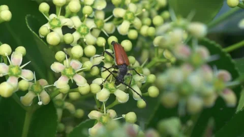 A closeup view of an insect resting on a flowering plant, showcasing natures Stock-Footage 312167679