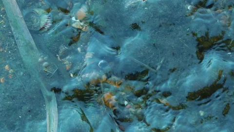 Closeup view of interesting river bottom in transparent water Stock Footage 98747668