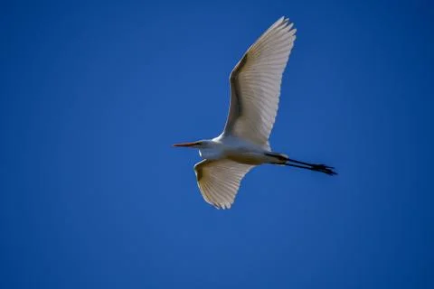 A closeup view of intermediate egret flying against　the sky. Stock Photos