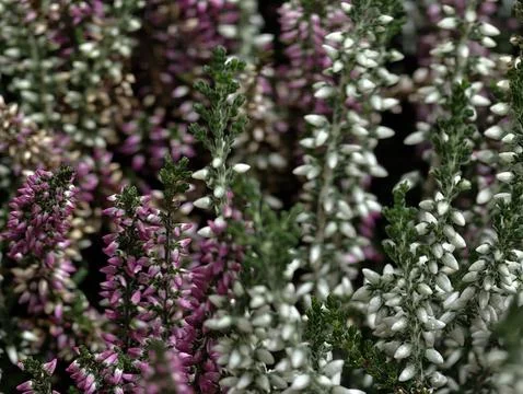 Closeup view of intertwined heather stems showcasing rich hues and glistening Stock Photos