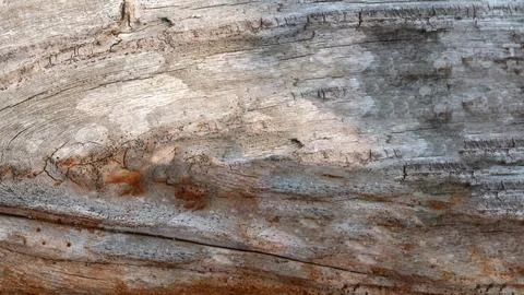 Closeup view of the intricate grain pattern of rustic hardwood surface. Woo.. Stock Photos