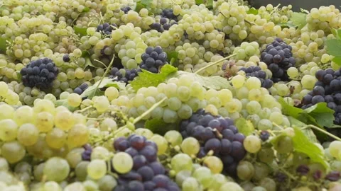 Closeup view of juicy grapes. Stock Footage 132970064