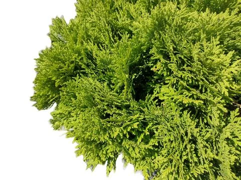 Closeup view of Juniperus sabina. Savin Fotos Stock