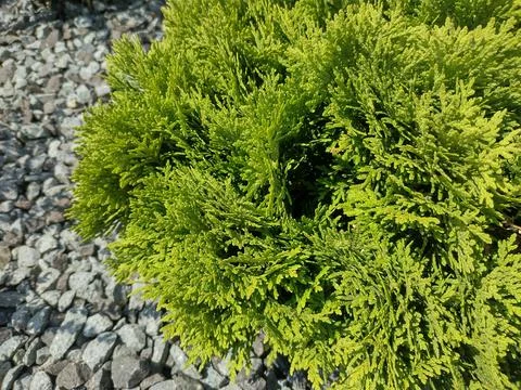 Closeup view of Juniperus sabina. Savin Stockfoto's