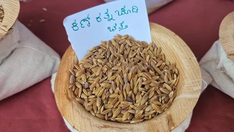 Closeup view of kan ratna chudi paddy displayed at krishi mela showcasing g.. Stock Footage 334553587