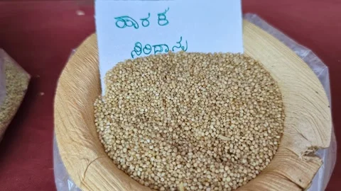 Closeup view of kodo grain displayed at krishi mela showcasing small grains.. Vídeos de archivo 334554066