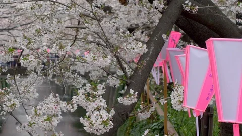 Closeup view of a lanterns of Meguro River Sakura Festival hanging on cherry Stock Footage 127477502