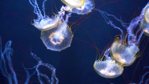Closeup view of a large jellyfish with blue background Видео 122148218
