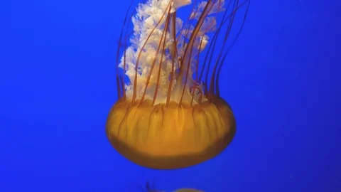 Closeup view of a large jellyfish with blue background Видео 122148476