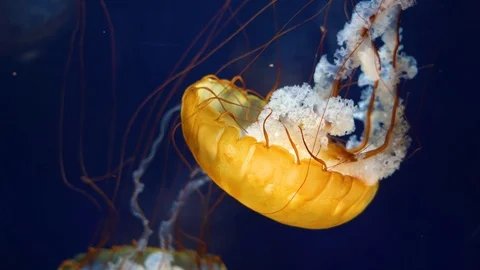 Closeup view of a large jellyfish with dark background Видео 122149065