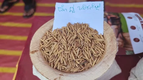 Closeup view of large paddy rice grains displayed at krishi mela showcasing.. Stock Footage 334553898