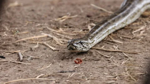 Closeup view as large Rock python snake slithers along sandy ground Stock Footage 313320155