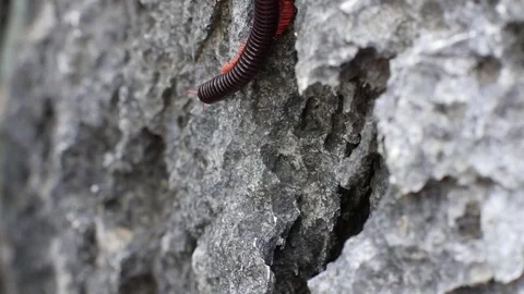 Closeup view of a large, venomous millipede crawls on the rocks in the forests Stock Footage 69798117