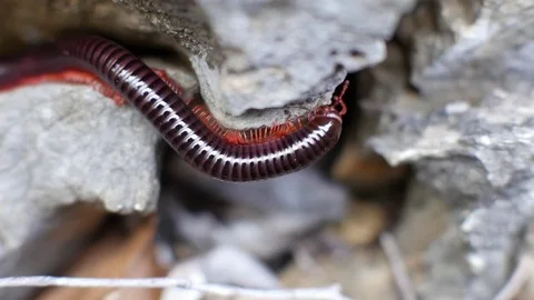 Closeup view of a large, venomous millipede crawls Stock Footage 72648046