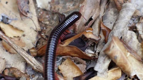 Closeup view of a large, venomous millipede crawls on the rocks in the forests Stock Footage 80304014