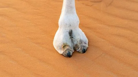 Closeup view of a large white camel foot Stock Photos