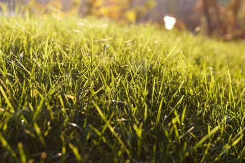Closeup view on a lawn Stock Photos