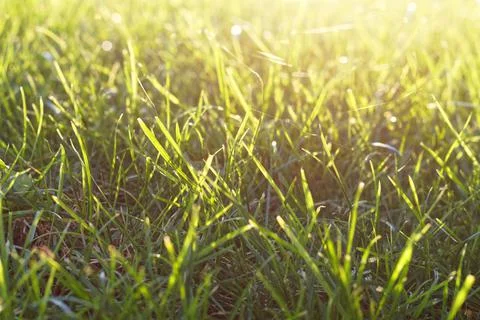 Closeup view on a lawn Stock Photos