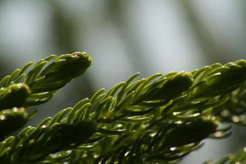 Closeup view of the leaf of christmas tree Stock Photos