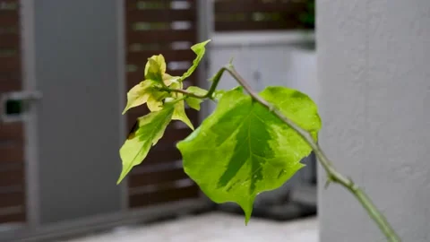 Closeup view on the leaf Video stock 169980867