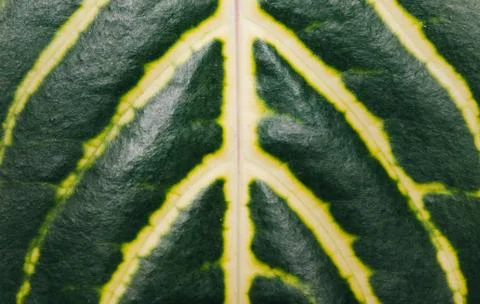 Closeup view of leaf surface with high resolution details Stock Photos