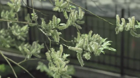 Closeup view of a leafy branch adorned with fluffy catkins set in natures Stock Footage 315860692