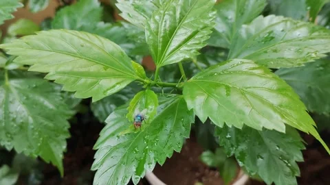 Closeup view of leaves with an insect Stock Footage 219665334