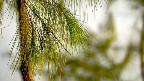 Closeup view of leaves Stock Photos