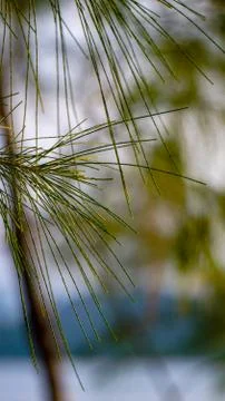 Closeup view of leaves Foto stock