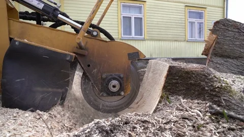 Closeup view from left side of a tree stump grinding with a yellow stump grinder Stock Footage 152406825
