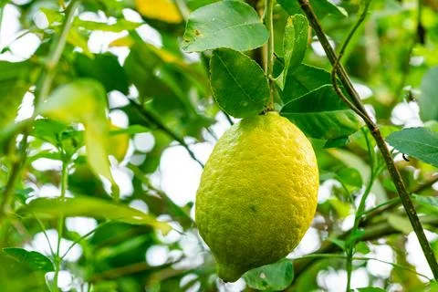 Closeup view of lemon hanging in a tree. Foto stock