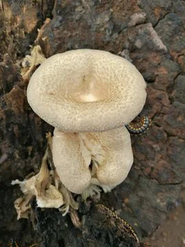 Closeup view of lentinus tigrinus Stock Photos