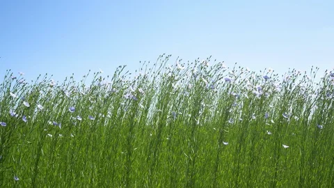 Closeup view of linen field or flax (linum usitatissimum) in the Provance 動画素材 100595503