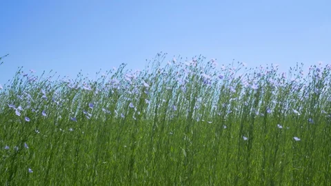 Closeup view of linen field or flax (linum usitatissimum) in the Provance Stock Footage 106199537