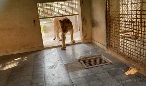 Closeup View of Lion Walking and Looking Forward Stock Footage 288428853