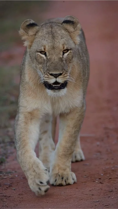 Closeup View of Lioness 動画素材 264796733