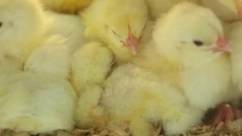 Closeup view of little chicks hatched from an eggs in incubator at the 動画素材 83425255