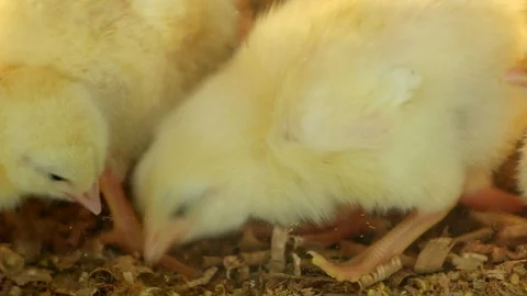Closeup view of little chicks hatched from an eggs in incubator at the Stock Footage 86008894
