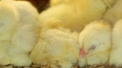 Closeup view of little chicks hatched from an eggs in incubator at the Stock Footage 100583078