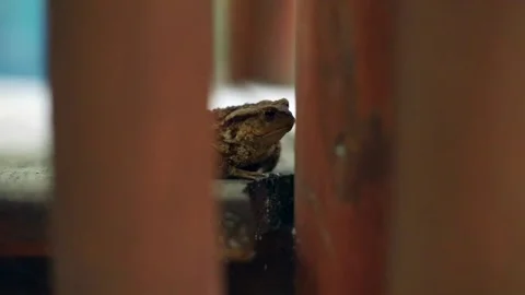 Closeup view of little frog breathing looking around. Wild nature. Ecology and 스톡 동영상 137845010
