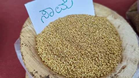 Closeup view of little millet grain displayed at krishi mela showcasing sma.. Vídeos de archivo 334554112