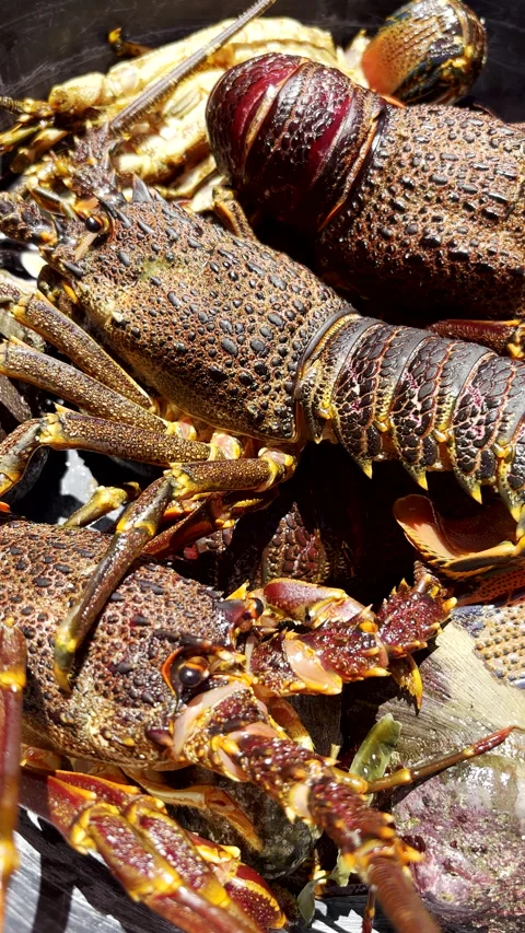 Closeup view on live Cape Rock Lobster (crayfish) after dive Vídeo Stock 331182253